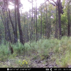 Macropus giganteus at Denman Prospect, ACT - 18 Nov 2022 06:26 PM