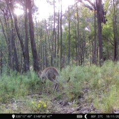 Macropus giganteus at Denman Prospect, ACT - 18 Nov 2022 06:26 PM