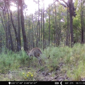 Macropus giganteus at Denman Prospect, ACT - 18 Nov 2022 06:26 PM