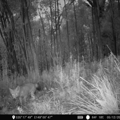 Vulpes vulpes (Red Fox) at Piney Ridge - 5 Dec 2022 by teeniiee