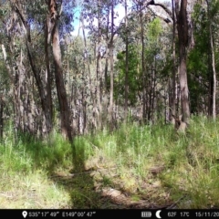 Notamacropus rufogriseus at Denman Prospect, ACT - 15 Nov 2022 08:32 AM