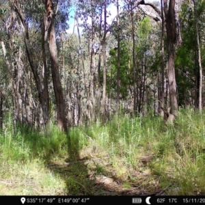 Notamacropus rufogriseus at Denman Prospect, ACT - 15 Nov 2022