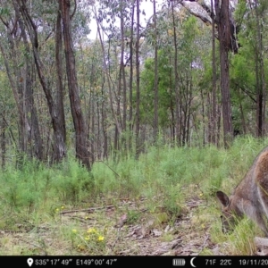 Notamacropus rufogriseus at Denman Prospect, ACT - 19 Nov 2022 05:47 PM