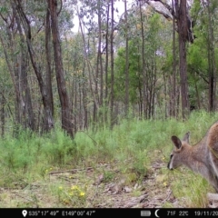 Notamacropus rufogriseus at Denman Prospect, ACT - 19 Nov 2022 05:47 PM