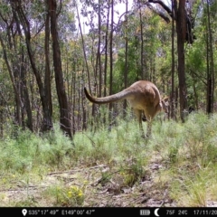 Macropus giganteus (Eastern Grey Kangaroo) at Denman Prospect, ACT - 17 Nov 2022 by teeniiee