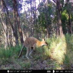 Notamacropus rufogriseus (Red-necked Wallaby) at Denman Prospect, ACT - 3 Dec 2022 by teeniiee