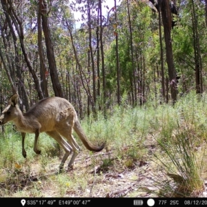 Macropus giganteus at Denman Prospect, ACT - 8 Dec 2022