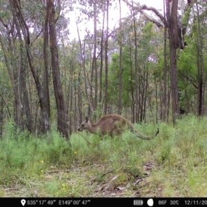 Macropus giganteus at Denman Prospect, ACT - 12 Nov 2022 05:21 PM