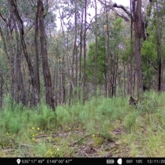 Wallabia bicolor (Swamp Wallaby) at Denman Prospect, ACT - 12 Nov 2022 by teeniiee