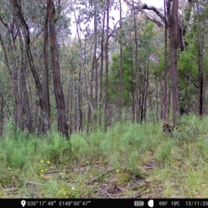 Wallabia bicolor at Denman Prospect, ACT - 13 Nov 2022