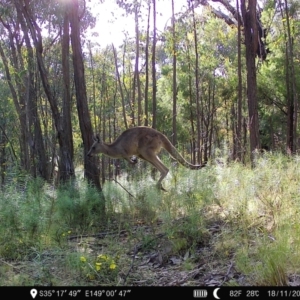 Macropus giganteus at Denman Prospect, ACT - 18 Nov 2022