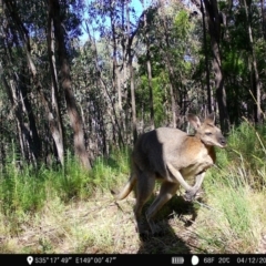 Notamacropus rufogriseus (Red-necked Wallaby) at Denman Prospect, ACT - 3 Dec 2022 by teeniiee