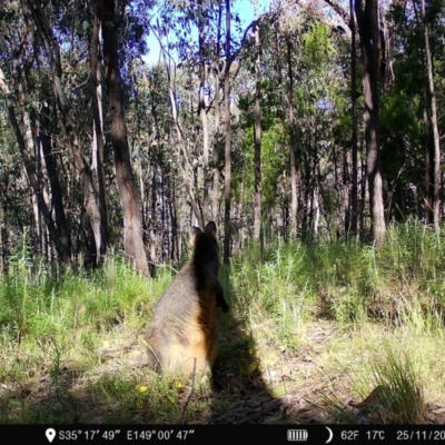 Wallabia bicolor (Swamp Wallaby) at Denman Prospect, ACT - 24 Nov 2022 by teeniiee