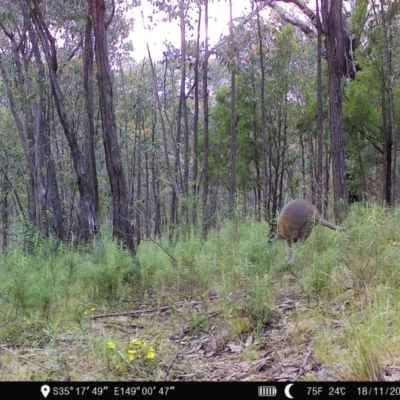 Notamacropus rufogriseus (Red-necked Wallaby) at Denman Prospect, ACT - 18 Nov 2022 by teeniiee