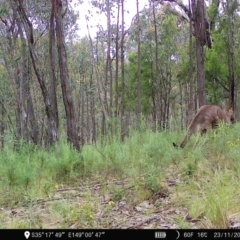 Macropus giganteus (Eastern Grey Kangaroo) at Denman Prospect, ACT - 22 Nov 2022 by teeniiee