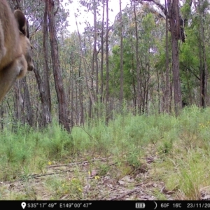 Macropus giganteus at Denman Prospect, ACT - 23 Nov 2022