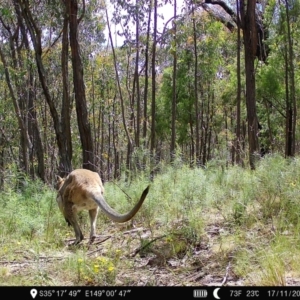 Notamacropus rufogriseus at Denman Prospect, ACT - 17 Nov 2022