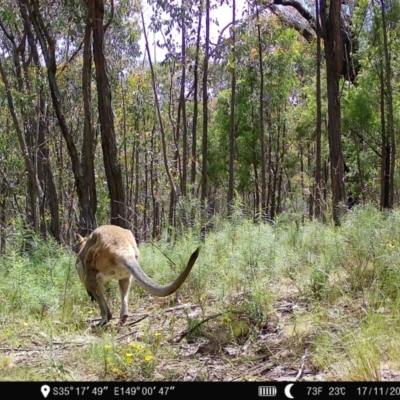 Notamacropus rufogriseus (Red-necked Wallaby) at Denman Prospect, ACT - 17 Nov 2022 by teeniiee