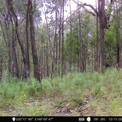 Notamacropus rufogriseus (Red-necked Wallaby) at Denman Prospect, ACT - 12 Nov 2022 by teeniiee