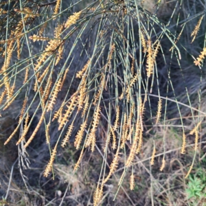 Allocasuarina verticillata at Majura, ACT - 6 Aug 2023 04:38 PM