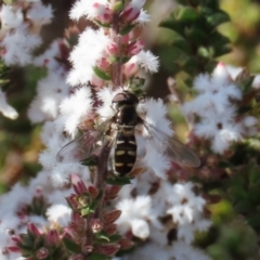 Melangyna viridiceps (Hover fly) at Tuggeranong, ACT - 6 Aug 2023 by owenh