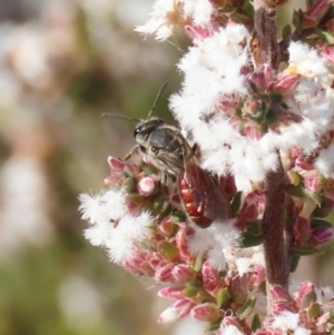 Lasioglossum (Parasphecodes) sp. (genus & subgenus) at Tuggeranong, ACT - 6 Aug 2023