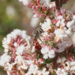 Lasioglossum (Parasphecodes) sp. (genus & subgenus) at Tuggeranong, ACT - 6 Aug 2023