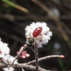 Lasioglossum (Parasphecodes) sp. (genus & subgenus) at Tuggeranong, ACT - 6 Aug 2023