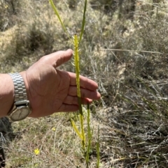 Bossiaea grayi (Murrumbidgee Bossiaea) at Paddys River, ACT - 3 Aug 2023 by dwise