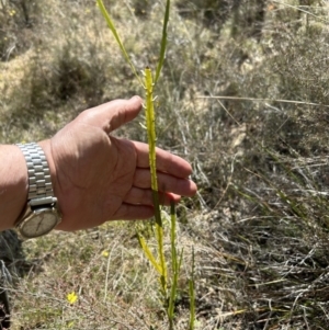 Bossiaea grayi at Paddys River, ACT - suppressed