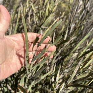 Bossiaea grayi at Paddys River, ACT - 3 Aug 2023