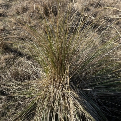 Carex appressa (Tall Sedge) at Paddys River, ACT - 1 Aug 2023 by dwise
