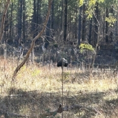 Dromaius novaehollandiae at Paddys River, ACT - 31 Jul 2023