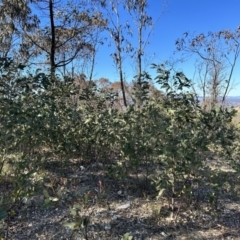 Acacia obliquinervia (Mountain Hickory) at Bullen Range - 31 Jul 2023 by dwise