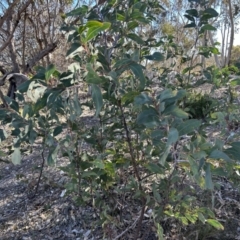 Acacia obliquinervia at Paddys River, ACT - 31 Jul 2023