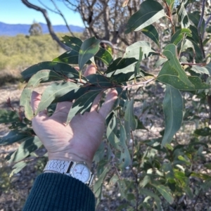 Acacia obliquinervia at Paddys River, ACT - 31 Jul 2023