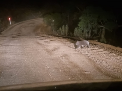 Phascolarctos cinereus (Koala) at Tinderry, NSW - 6 Aug 2023 by samreid007