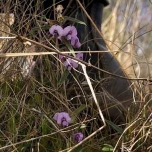 Hovea heterophylla at Lyons, ACT - 6 Aug 2023 08:27 PM