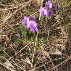 Hovea heterophylla at Lyons, ACT - 6 Aug 2023 08:27 PM