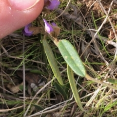 Hovea heterophylla at Lyons, ACT - 6 Aug 2023