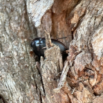 Pterohelaeus (genus) (Pie-dish beetle) at Dickson, ACT - 6 Aug 2023 by Hejor1
