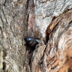 Pterohelaeus sp. (genus) at Dickson, ACT - 6 Aug 2023