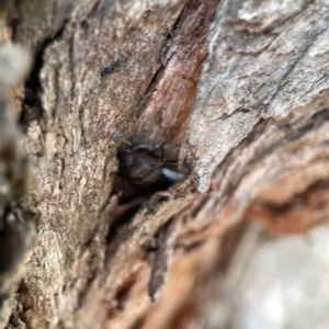 Pterohelaeus sp. (genus) at Dickson, ACT - 6 Aug 2023 04:12 PM