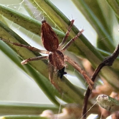 Oxyopes (genus) (Lynx spider) at Dickson, ACT - 6 Aug 2023 by Hejor1