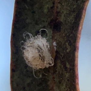 Glycaspis sp. (genus) at Dickson, ACT - 6 Aug 2023