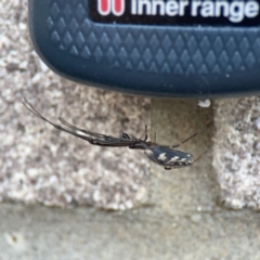 Tetragnatha sp. (genus) at Dickson, ACT - 6 Aug 2023