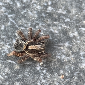 Lycosidae (family) at Dickson, ACT - 6 Aug 2023