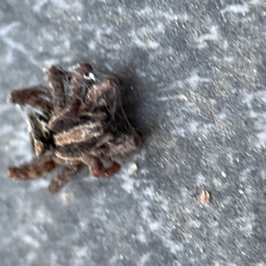 Lycosidae (family) at Dickson, ACT - 6 Aug 2023