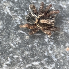 Lycosidae (family) at Dickson, ACT - 6 Aug 2023