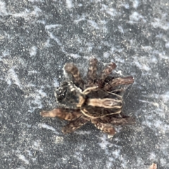 Lycosidae (family) at Dickson, ACT - 6 Aug 2023